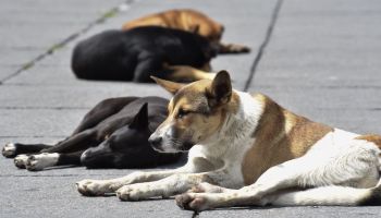 perros-abandono-propuesta-morena