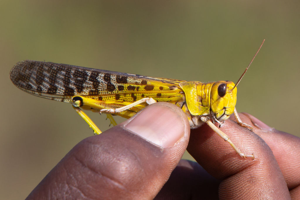 langostas-plaga-biblica-africa-medio-oriente-kenya-fotos-imagenes-videos-onu-06