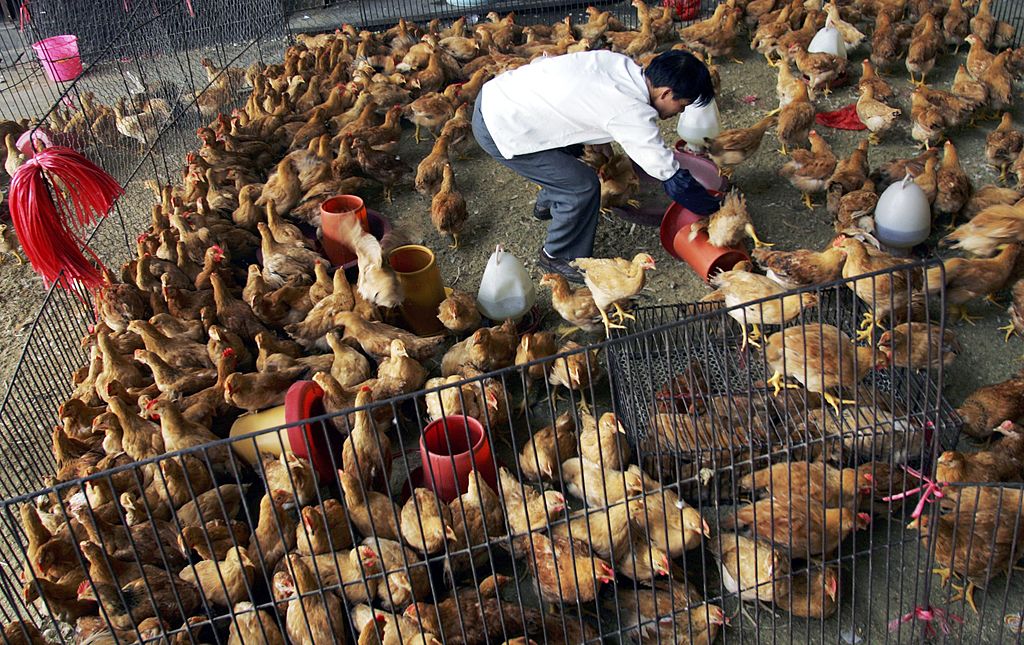 No vaya a ser: La ciudad China de Shenzhen prohíbe el consumo de perros y gatos