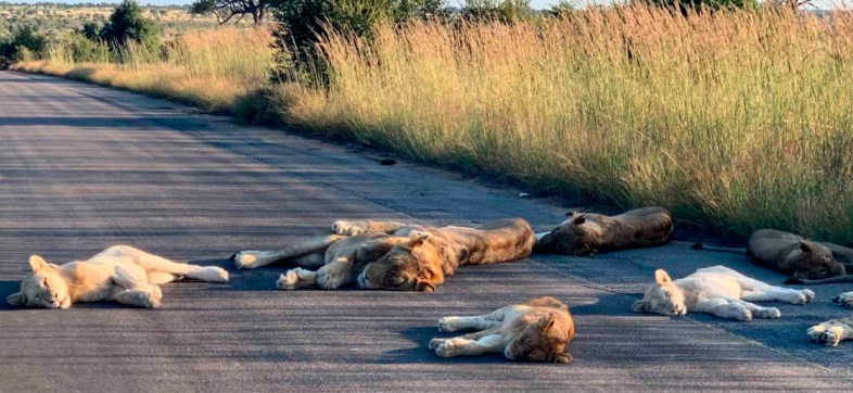 Leones duermen tranquilos en una carretera por falta de turistas (y porque coronavirus)