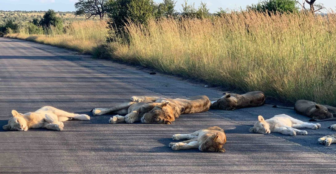 Leones duermen tranquilos en una carretera por falta de turistas