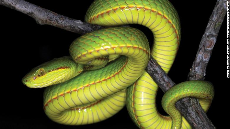 ¿Enemigos de Harry Potter? Científicos nombran nueva especie de víbora como Salazar Slytherin