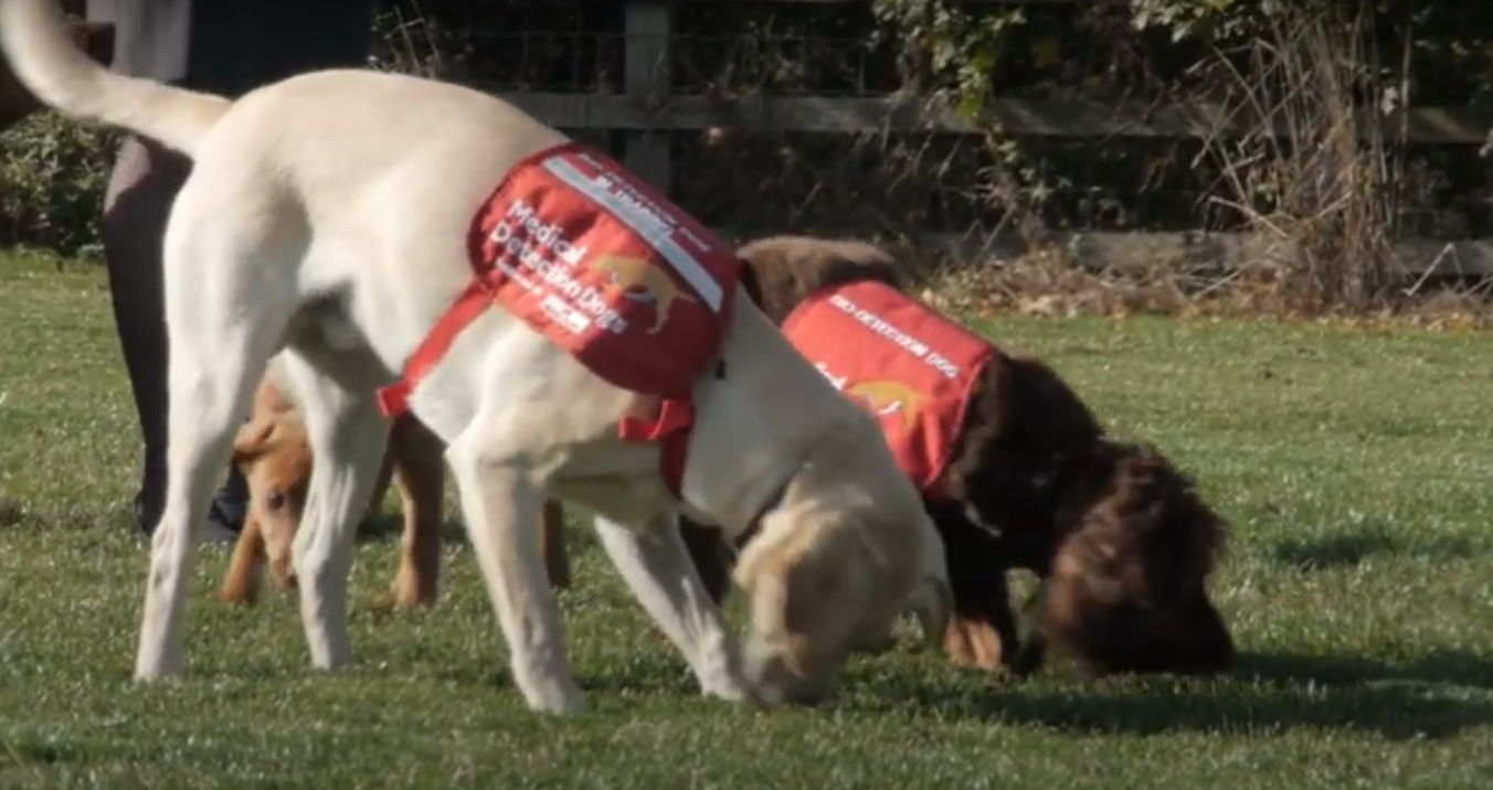 Inician pruebas para saber si los perros pueden detectar el coronavirus con su olfato