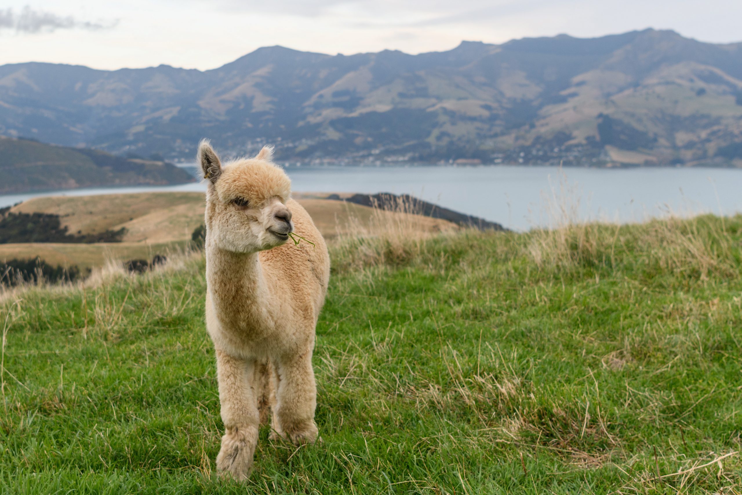 ¿Podrían las llamas (y sus anticuerpos) ser la clave para vencer al coronavirus?