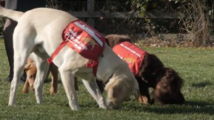 Inician pruebas para saber si los perros pueden detectar el coronavirus con su olfato