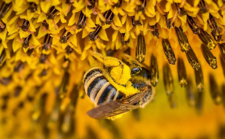 ‘Agora’ publica las mejores fotografías de la primavera 2020