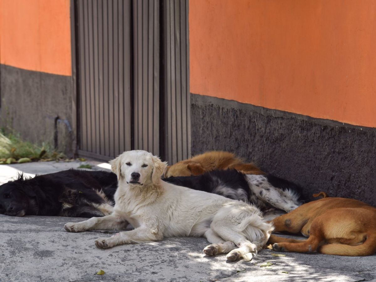 perros-guanajuto