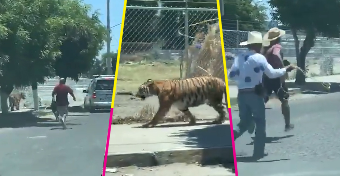 tigre-tlajomulco-jalisco