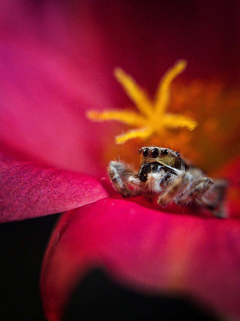 ‘Agora’ publica las mejores fotografías de la primavera 2020