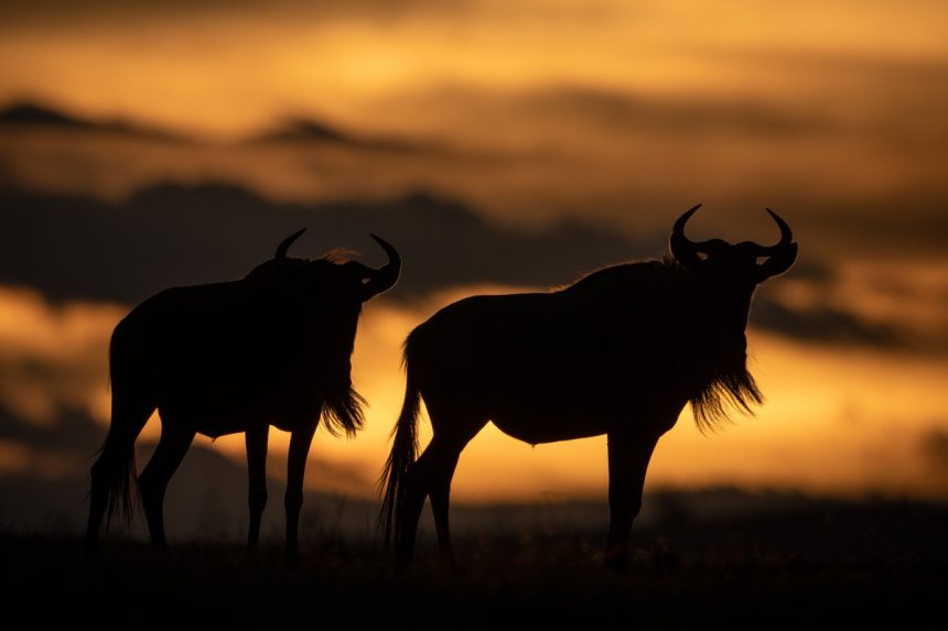 Aventúrate en un Safari en África sin salir de tu casa 