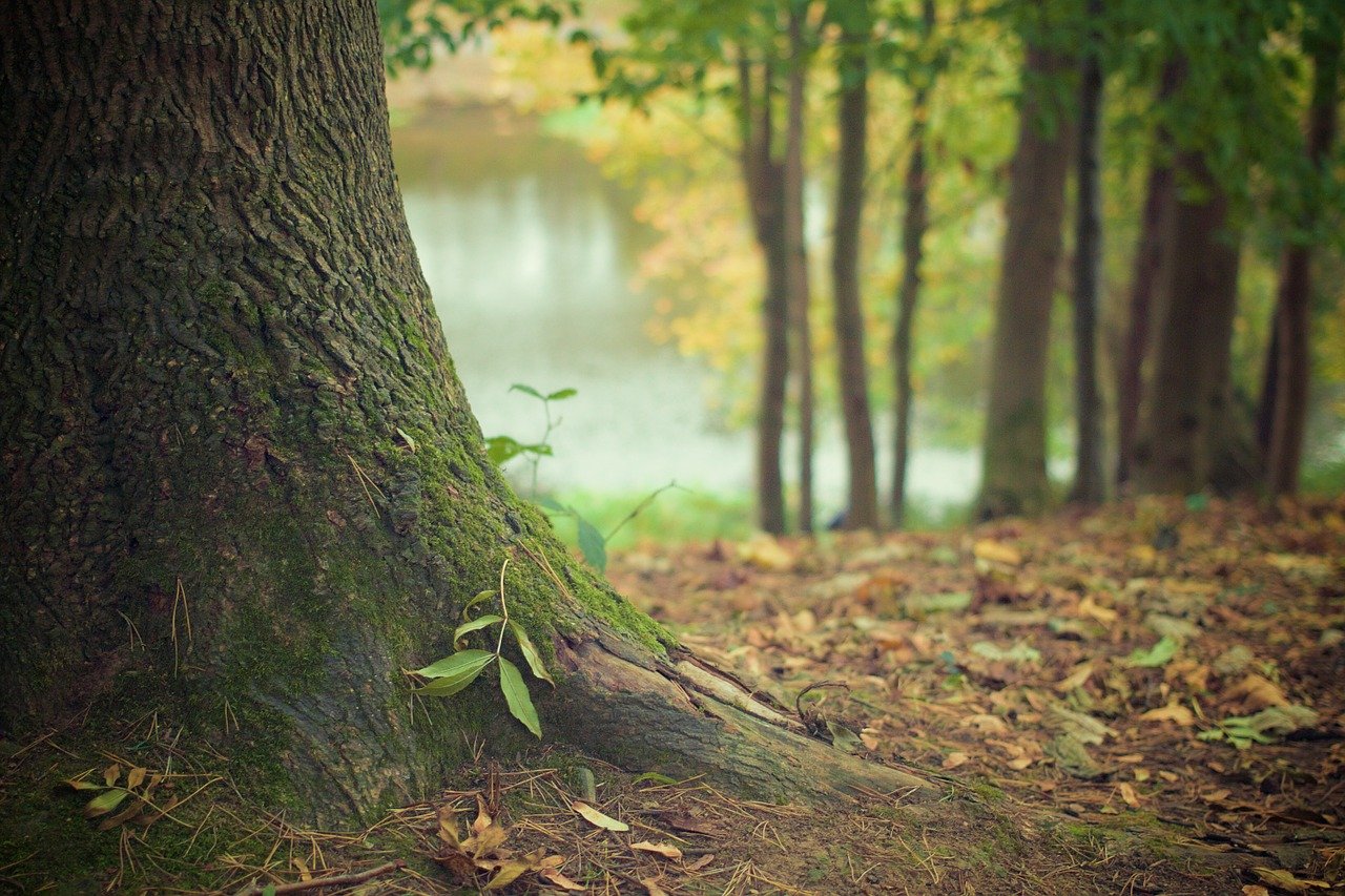 bosques-tropicales-perdida-mundial