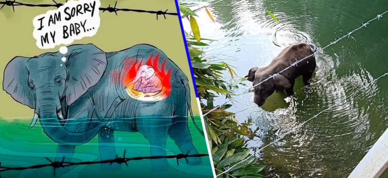 Usuarios realizan ilustraciones en honor a elefante que murió tras ingerir fruta con explosivos