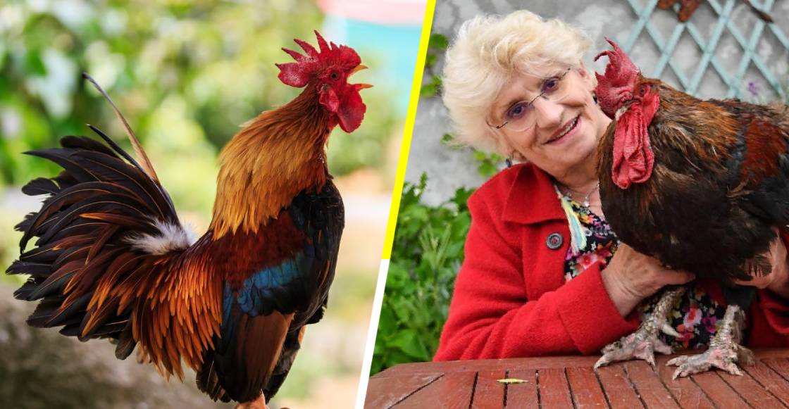 ¡Llévame a mí! Murió Maurice, el gallo que ganó una batalla legal en Francia