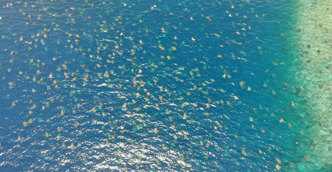 ¡Qué belleza! Imagen de dron muestra cómo se ven más de 60 mil tortugas en el mar