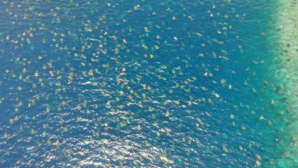 ¡Qué belleza! Imagen de dron muestra cómo se ven más de 60 mil tortugas en el mar