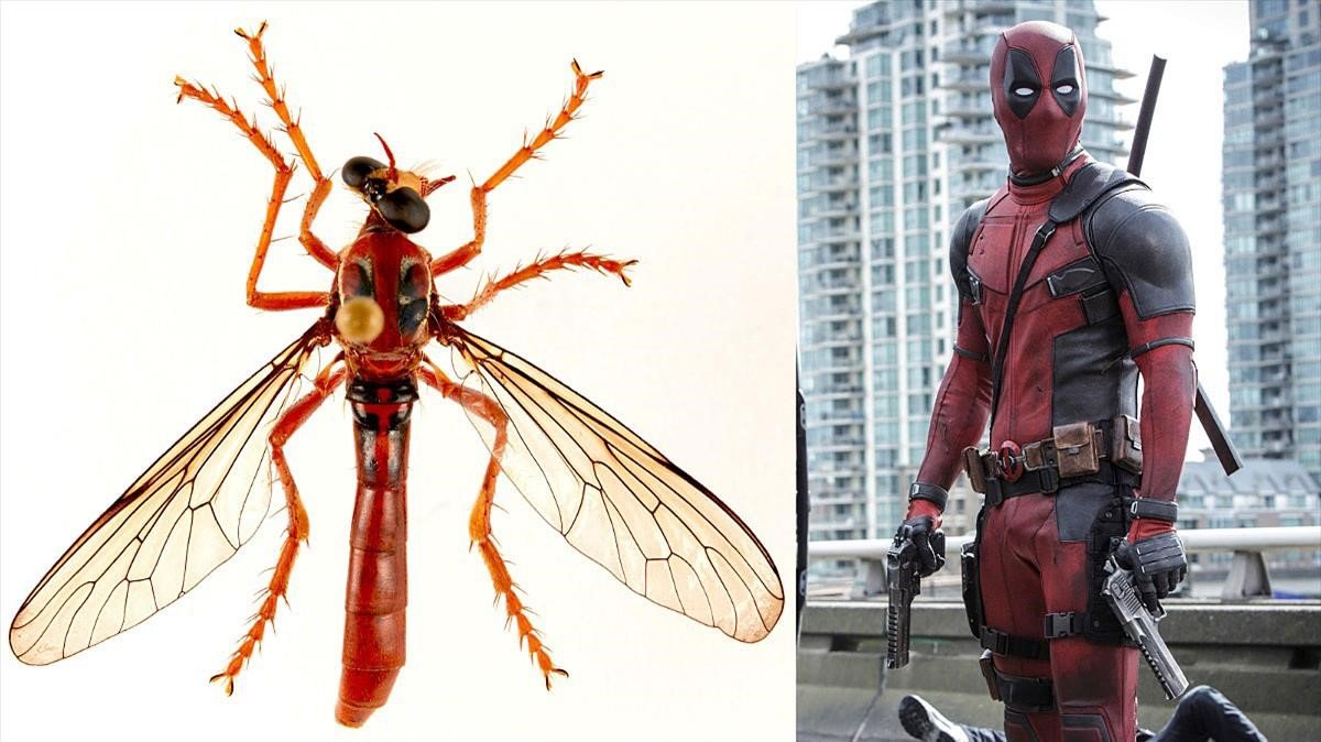 La nueva mosca Deadpool