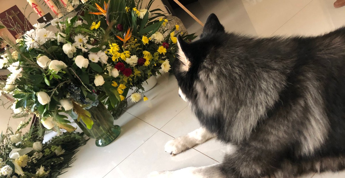 No estaba listo: Perrito llora la muerte de su dueño en frente de sus cenizas