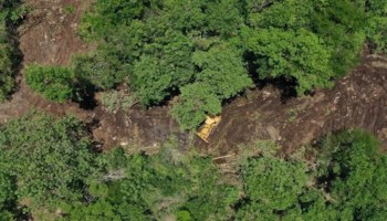 alertan-deforestacion-playa-del-carmen-loltun