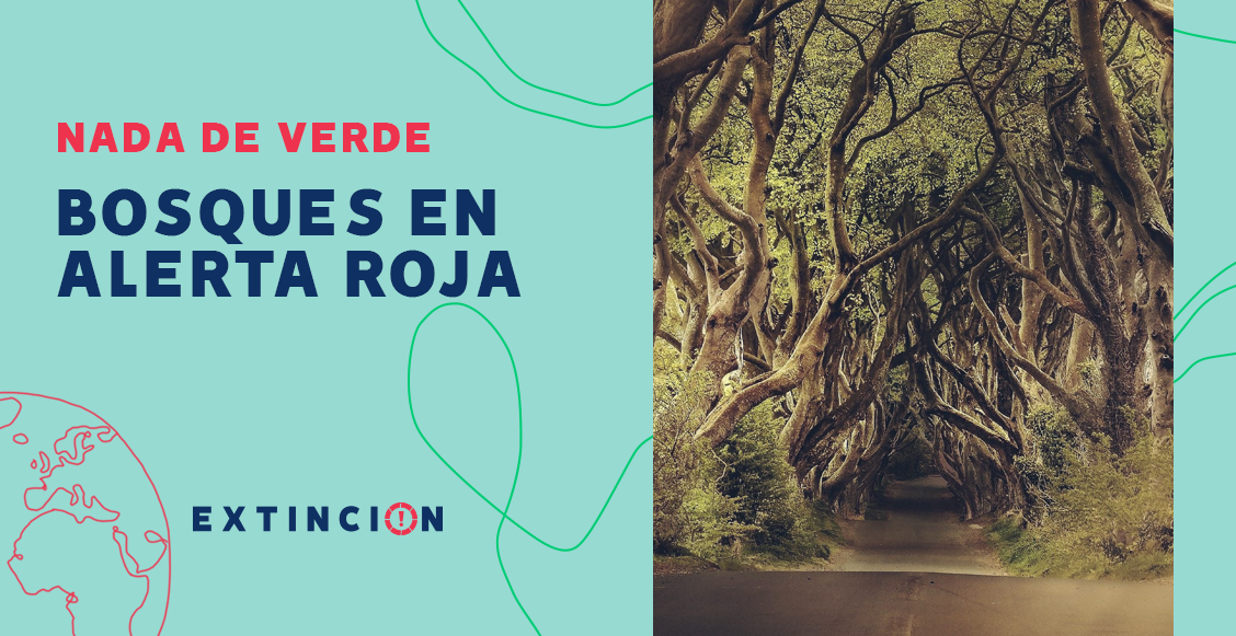 extincion-bosques-arboles-en-alerta-roja