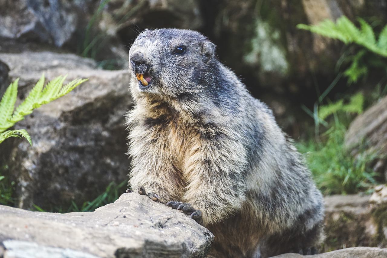 marmota peste bubónica