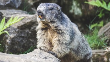 marmota peste bubónica