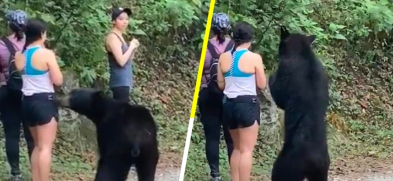 Parque Chipinque capturará al oso que interactuó con turistas en Monterrey