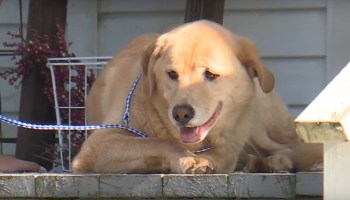 Amaba su hogar: Esta perrita caminó más de 91 km para regresar a su antigua casa