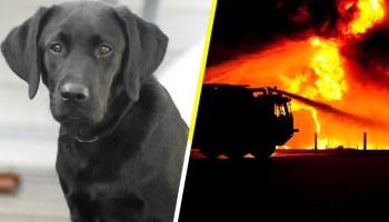 Heroína de cuatro patas: Una perrita despertó a sus dueños a tiempo y los salvó de un incendio