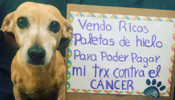 Lagrimita mil: Perrita 'vende' paletas de hielo para pagar su tratamiento contra el cáncer