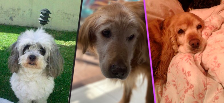 Perritos caídos: Un homenaje para aquellos amig@s que dejamos ir