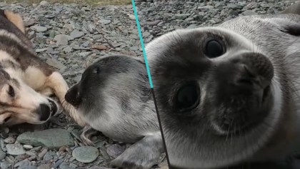 Perro rescata a una foca bebé abandonada y la cuida por varios días