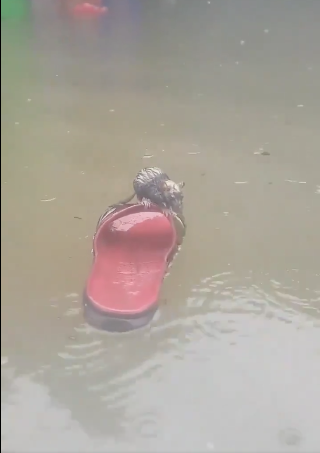 Esta es la verdadera historia de la rata que se salvó de morir ahogada gracias a una chancla