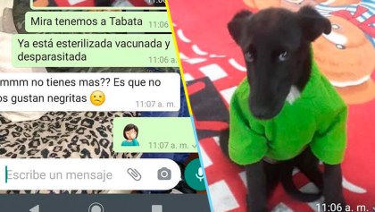 Personas sin corazón: Mujer rechaza adoptar a perrita llamada Tabata porque es 'negrita'