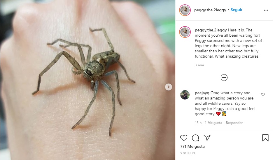 ¡Ni Spiderman! Peta premia a una joven australiana por cuidar a una araña