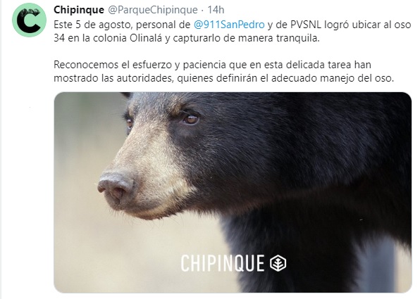 Cptura de oso de Nuevo León