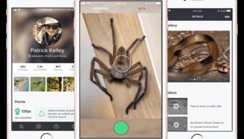 Critterpedia: El ‘Shazam’ para reconocer arañas y serpientes que podría salvarte