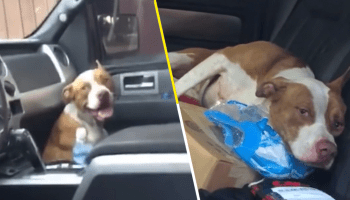 Suave sorpresa: Este perrito se escondió en una camioneta y al final logró que lo adoptaran