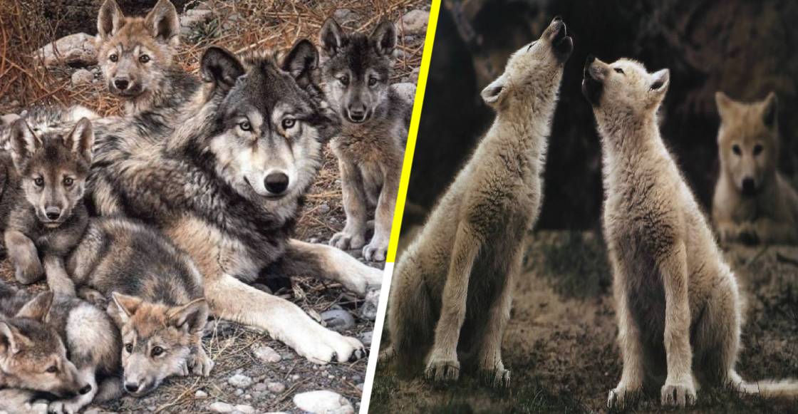 ¡Awwww! El lobo mexicano se sigue reproduciendo exitosamente en libertad