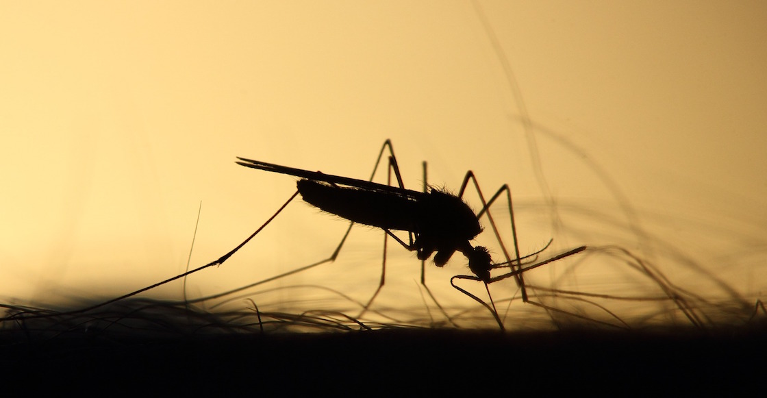 Aumentan casos de dengue en Guerrero.