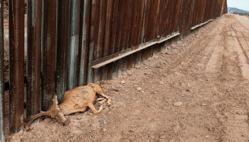 Qué tristeza: Murió un venado por no poder cruzar el muro entre México y Estados Unidos