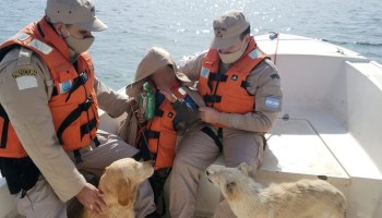 Niño con autismo se perdió en la noche y sobrevivió al frío por el abrazo de dos perros