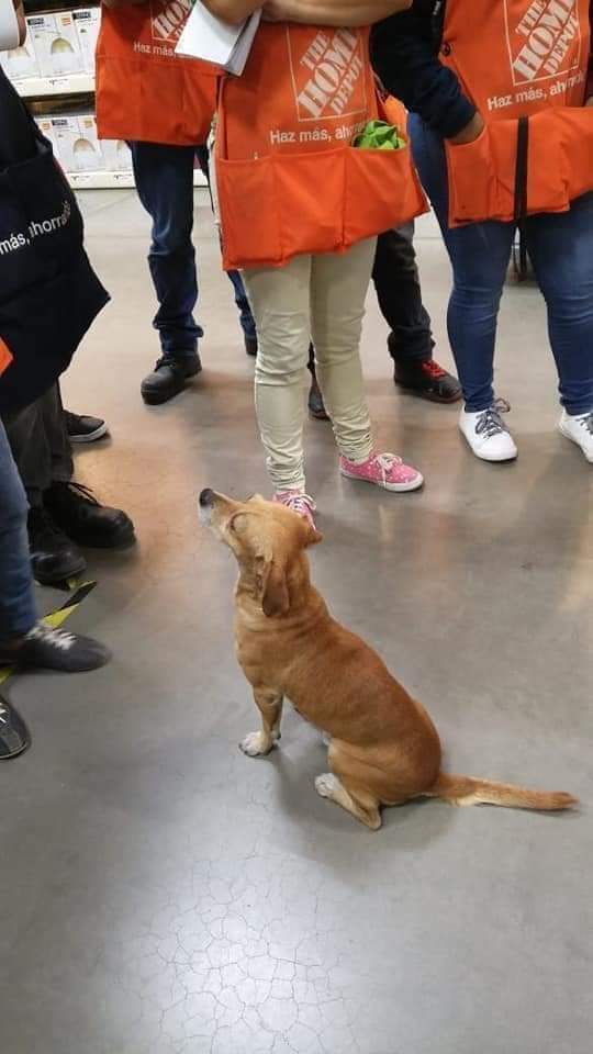 Perrito callejero encontró casa y empleo; ya tiene hasta uniforme