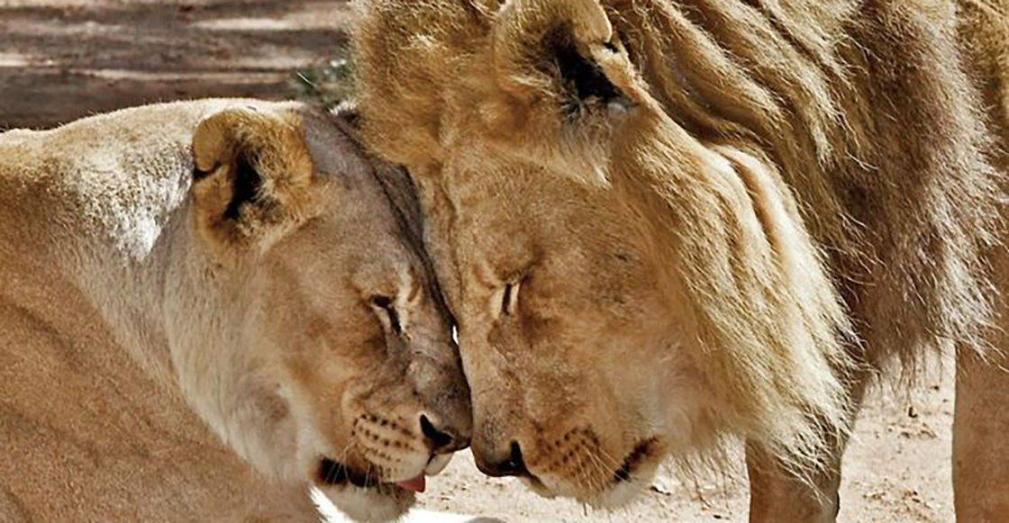 Sacrifican al mismo tiempo a una pareja de leones por problemas de salud