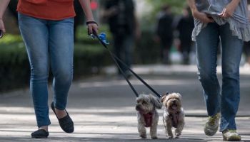 que-huelen-perros-pasear-unam