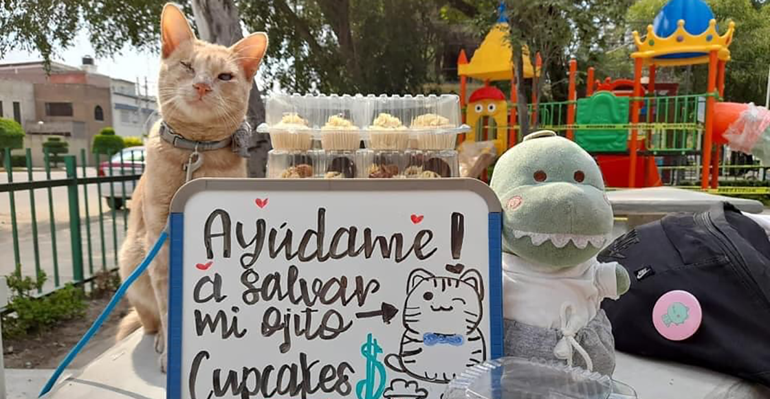 Antonio: El gatito que vendió cupcakes en la CDMX para salvar su ojo