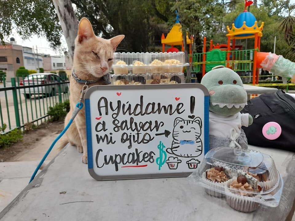 Antonio: El gatito que vendió cupcakes en la CDMX para salvar su ojo