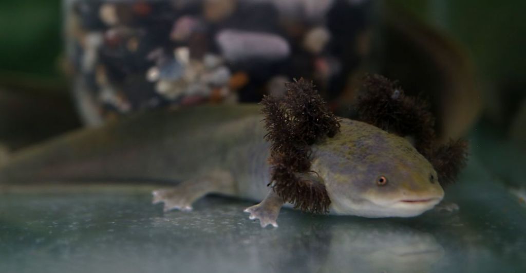 axolotes-museo-cdmx-zoologico-chapultepec