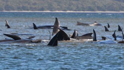 ballenas-piloto-mueren-australia