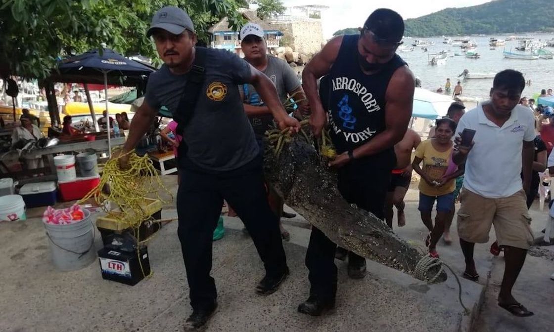 Capturan a cocodrilo (desnutrido y deshidratado) que 