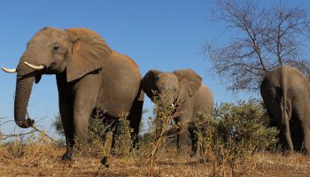 Van a sacrificar 200 elefantes en Zimbabue.